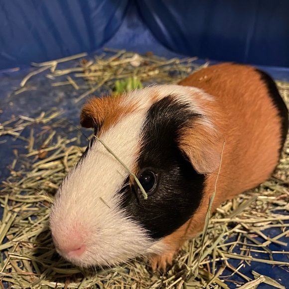 Meet your Posher, Leah - Picture 3 of 4